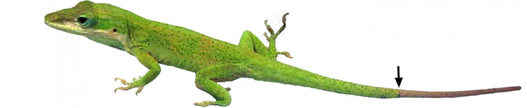 Anole
