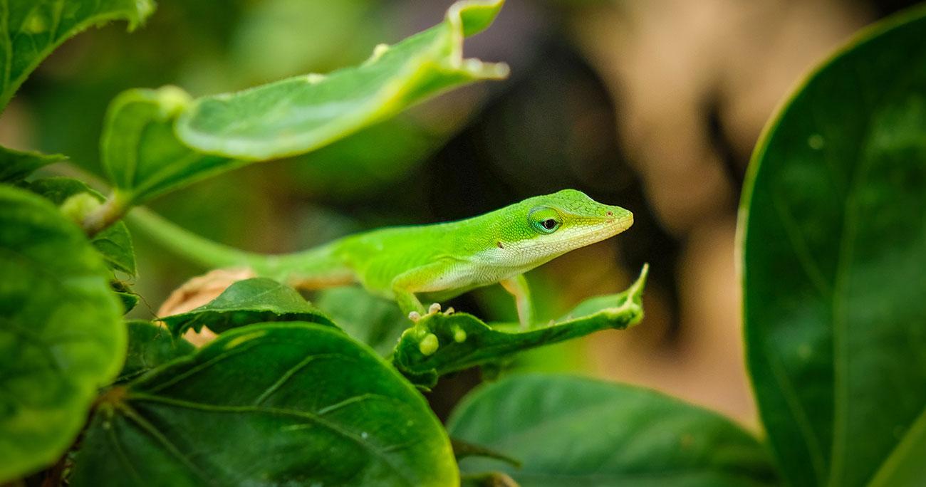 Anole lizard Photo by Kenro Kusumi